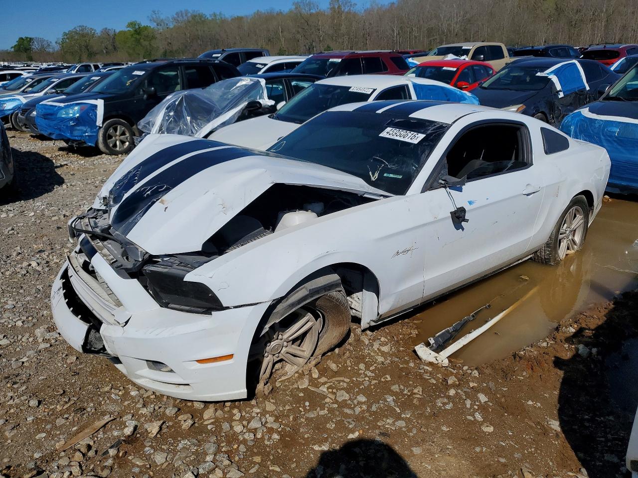 Salvage Ford Mustang Image