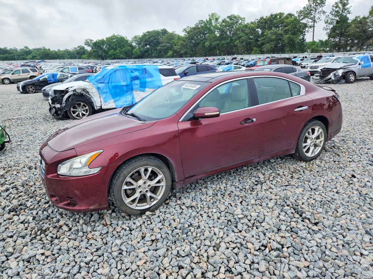 Salvage Nissan Maxima Image